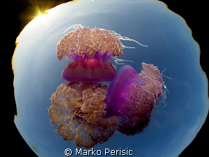 Jelly Pack by Marko Perisic 